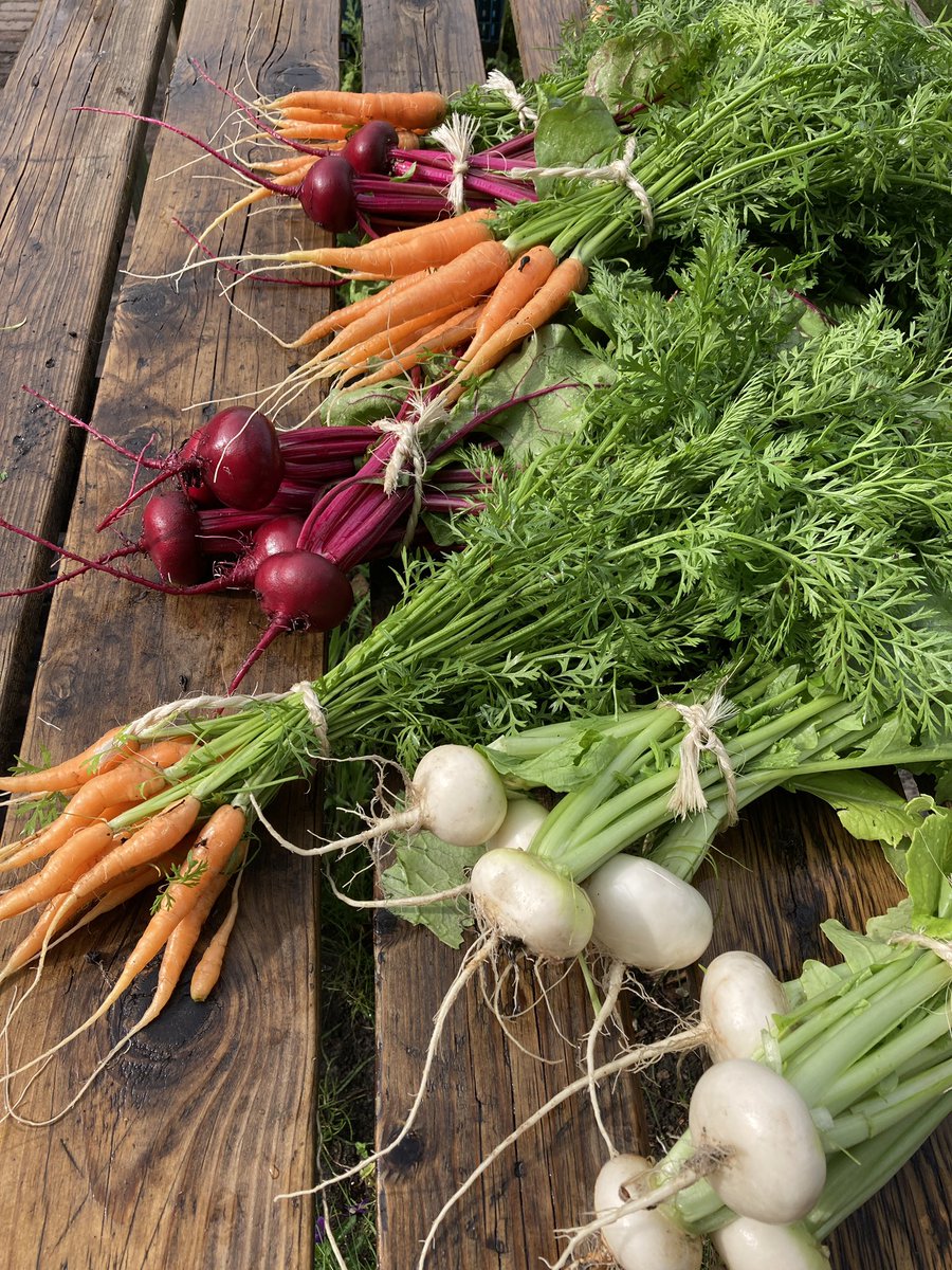 We hebben vandaag weer wat nieuwe groenten op de kraam; bospeen, bosbiet en meiraapjes. Nog niet veel bossen, maar het is een begin! #biologisch #moestuin #groenten #landgoed #Eyckenstein