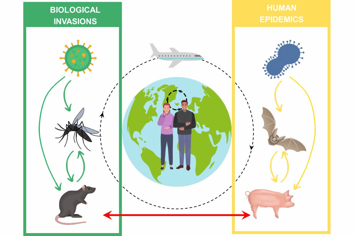 #Pandemics and #biologicalinvasions – two sides of the same coin: both are boosted by globalization, thrive in disturbed conditions, and hit hard naïve communities that lack defense mechanisms
bit.ly/3wmhU3J
@AIBSbiology @IPE_CSIC @ebdonana