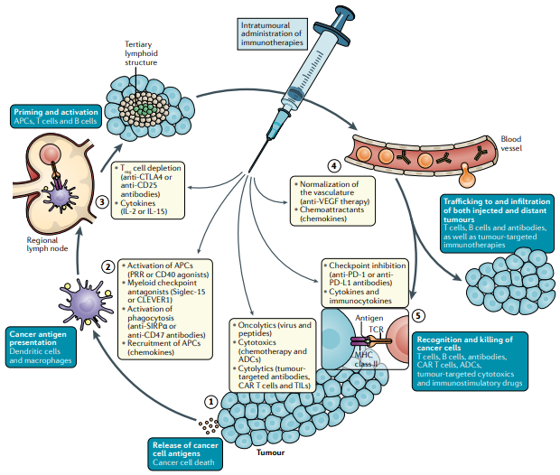 NatRevClinOncol's tweet photo. In a new Review now live online, Ignacio Melero, Aurelien Marabelle @champiatMD and colleagues discuss 'Intratumoural administration and tumour tissue targeting of cancer immunotherapies': https://t.co/kPFyoDBoAs
@GustaveRoussy @ClinicaNavarra @CIMA_unav @idisnanavarra @CIBERONC https://t.co/SfjdRXGigD