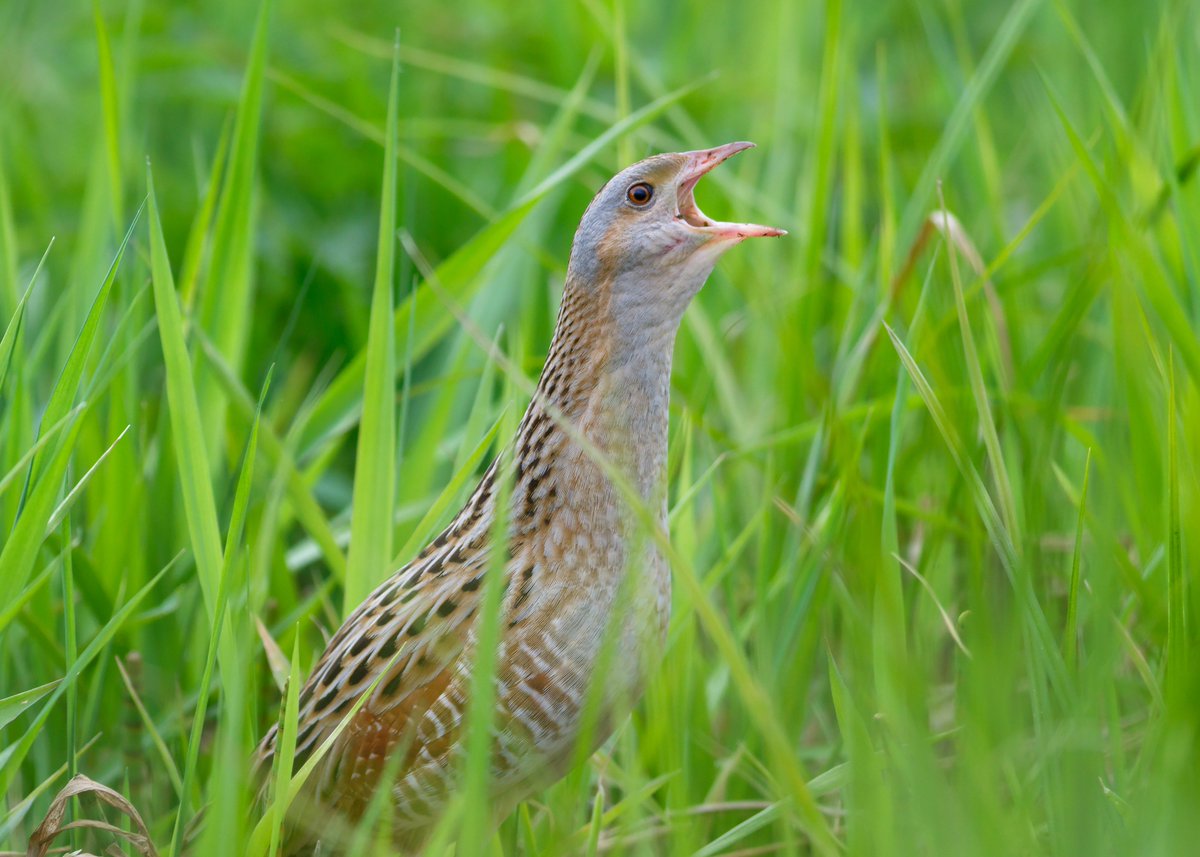 CorncrakeLife's tweet image. Our colleagues at @NpwsProject have  confirmed calling male corncrakes in parts of west Donegal where they have been absent for years 😀

This is great news.

If you have a few acres in west Donegal and want to help the corncrakes give us a shout: 
bit.ly/2RyochE