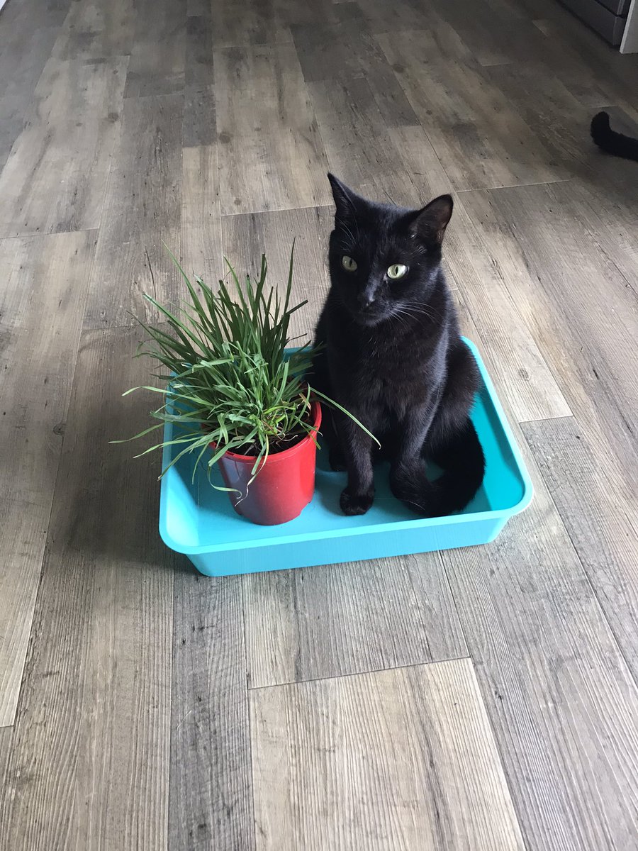 Still life with cat grass