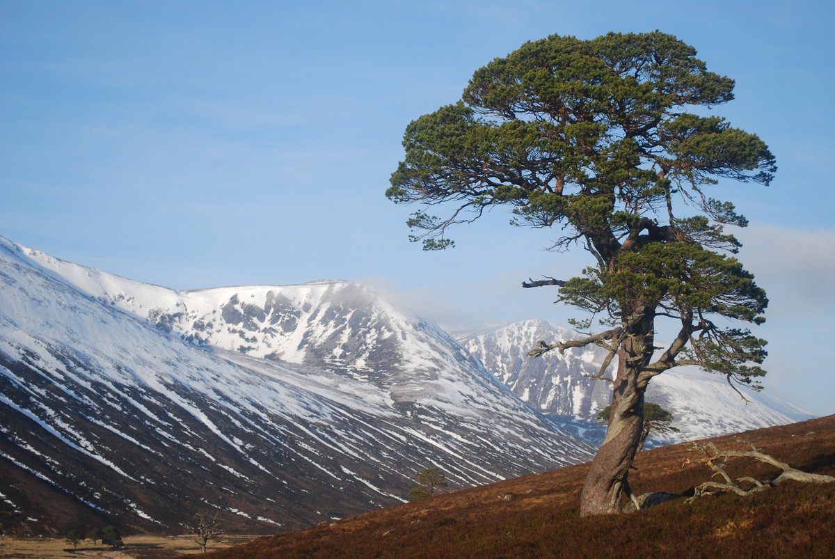 Mar Lodge Estate National Nature Reserve NTS (@marlodgents) on Twitter photo The climate emergency and impending biodiversity collapse give added reason to expand woodland across Scotland. Read here why now is the time for pine <a href="/MarLodgeNTS/">Mar Lodge Estate National Nature Reserve NTS</a>.
nts.org.uk/stories/now-is…
@CNPnature
@ReforestingScot
#cairgorms
#woodland
<a href="/ScotlandTBP/">SCOTLAND: The Big Picture</a>
#rewilding
#climate The climate emergency and impending biodiversity collapse give added reason to expand woodland across Scotland. Read here why now is the time for pine <a href="/MarLodgeNTS/">Mar Lodge Estate National Nature Reserve NTS</a>.
nts.org.uk/stories/now-is…
@CNPnature
@ReforestingScot
#cairgorms
#woodland
<a href="/ScotlandTBP/">SCOTLAND: The Big Picture</a>
#rewilding
#climate