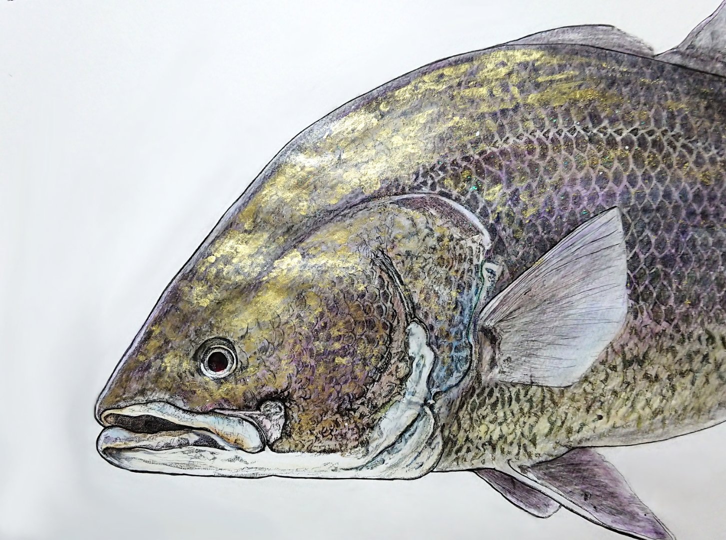 魚 ですか Sakanasanboisu Twitter