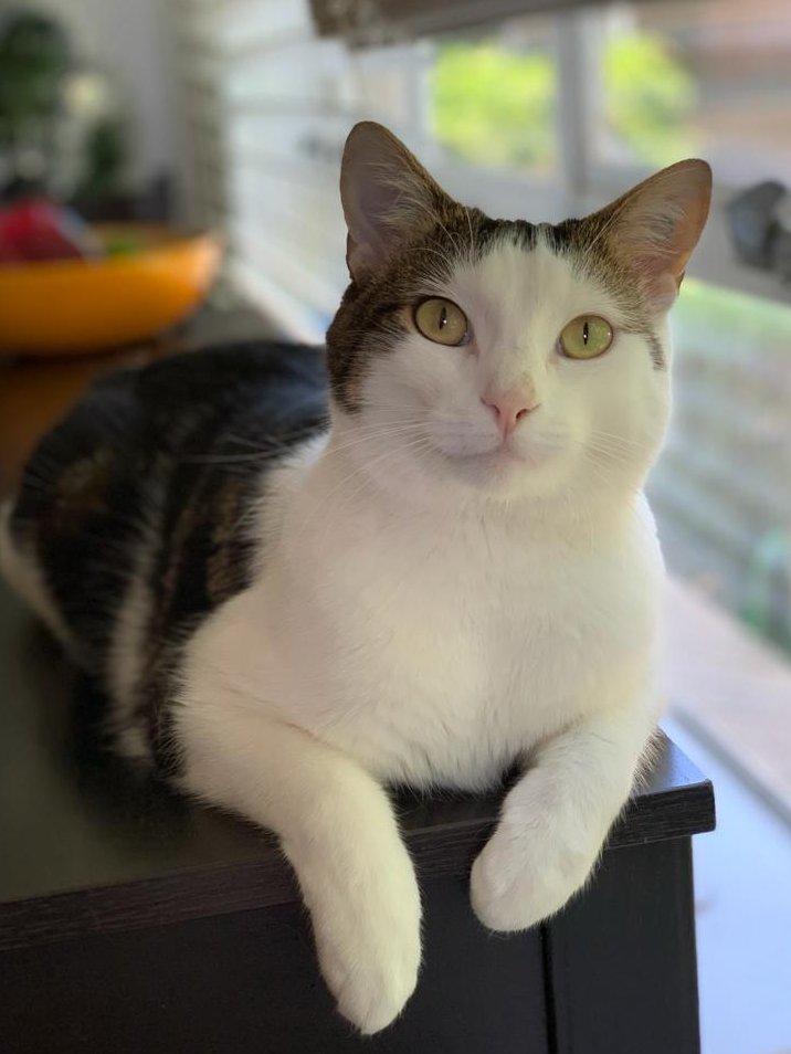 textpubYA's tweet photo. Now, my sisters live 16,893 kilometres away so I couldn’t really take a selfie with them... I'm sorry, I've failed you 😭
Here are some selfies of my cat instead. If I was separated from him, like Cee, I would fight to the ends of the earth to get back to him #YAReadalong #towmtf https://t.co/k4YoW0ZmQo