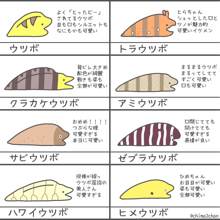 これを見たら好きになるかも ウツボ一覧表完全版 話題の画像プラス これを見たら好きになるかも ウツボ一覧表完全版 話題の画像プラス