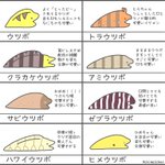 これを見たら好きになるかも？ウツボ一覧表完全版!