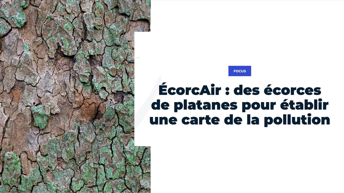 ÉcorcAir : des écorces de platanes pour établir une carte de la pollution.
Un programme élaboré en collaboration avec le Centre de Géosciences de l'École, <a href="/Sorbonne_Univ_/">Sorbonne Université</a> et <a href="/IPGP_officiel/">IPGP</a> : buff.ly/2QwQwRh <a href="/Paris/">Paris</a>
<a href="/PartiCitaE/">PartiCitaE</a>