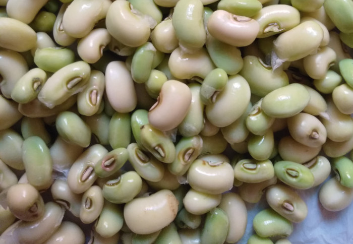 Adding pea flour to feeds for severely malnourished children helps them gain weight &amp; restores the balance of microbes in their gut, according to a study from researchers at Imperial imperial.ac.uk/news/221494/pe… <a href="/gfrost59/">Gary Frost</a> <a href="/ImperialNutr/">Imperial Nutrition and Food</a>