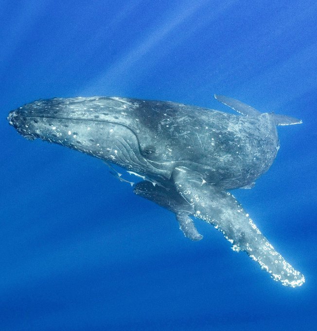 クジラ 高画質 のtwitterイラスト検索結果 古い順 クジラ 高画質 のtwitterイラスト検索結果 古い順