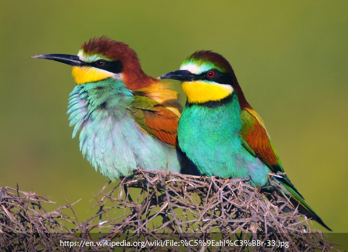 Terre2Sources's tweet photo. Terre des 2 Sources takes inspiration from these fascinating birds and will work to preserve their habitat so future generations can enjoy their joyful presence!
https://t.co/YVvLXo1LTy
#Birds #Nature #Outdoors #BirdLovers #NatureInFocus #Merops_apiaster #BirdConservation https://t.co/S6ZPgURmKi
