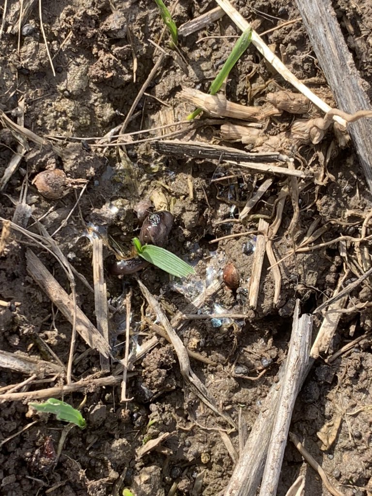 Anthony Mulcahy tweet media