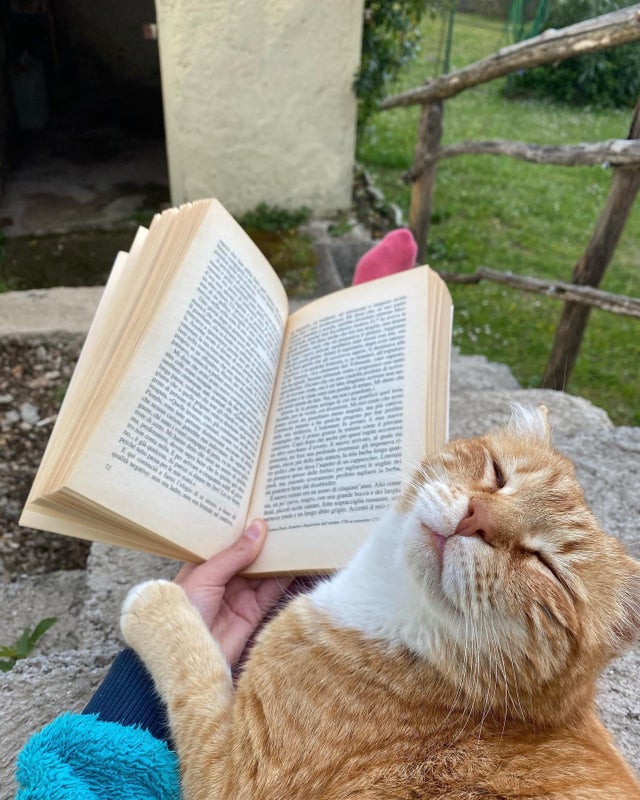 CapitaineFlam4's tweet photo. "Tu veux pas me relire le passage où les chats deviennent les maîtres du monde...je l'aime particulièrement celui-là !" https://t.co/gL9NZaBGVV