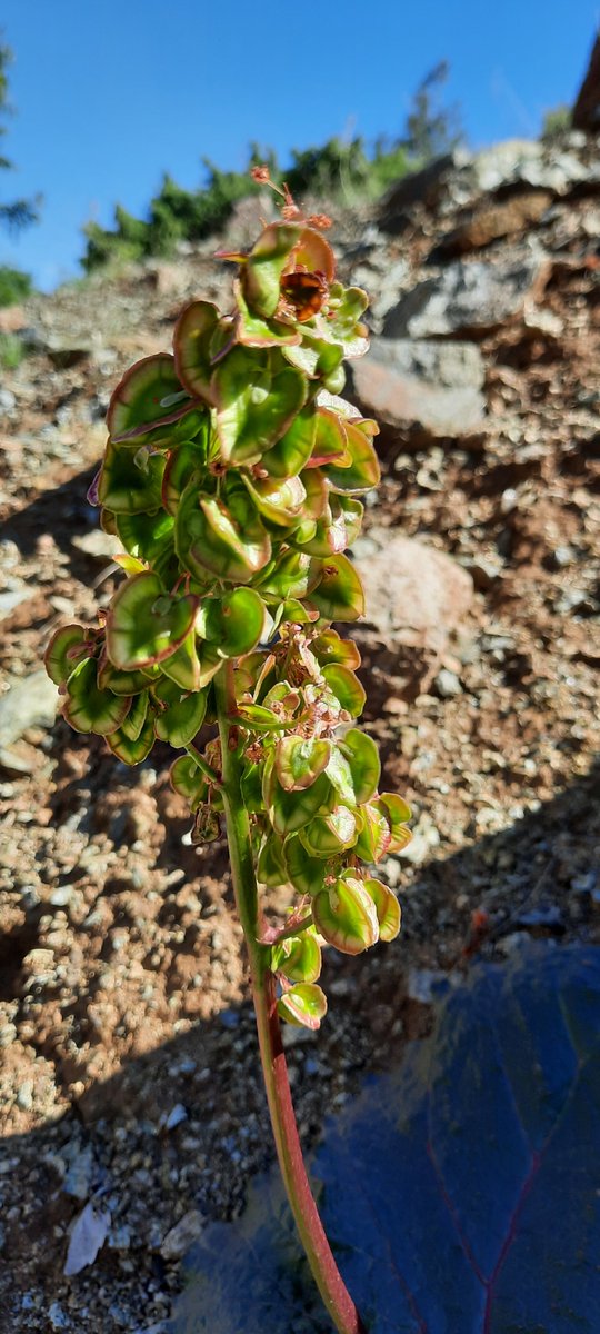 Sadece Adıyaman'ımıza özgü olan "TEL IŞKINI" (Rheum telianum) meyveye durmuş Maşaallah