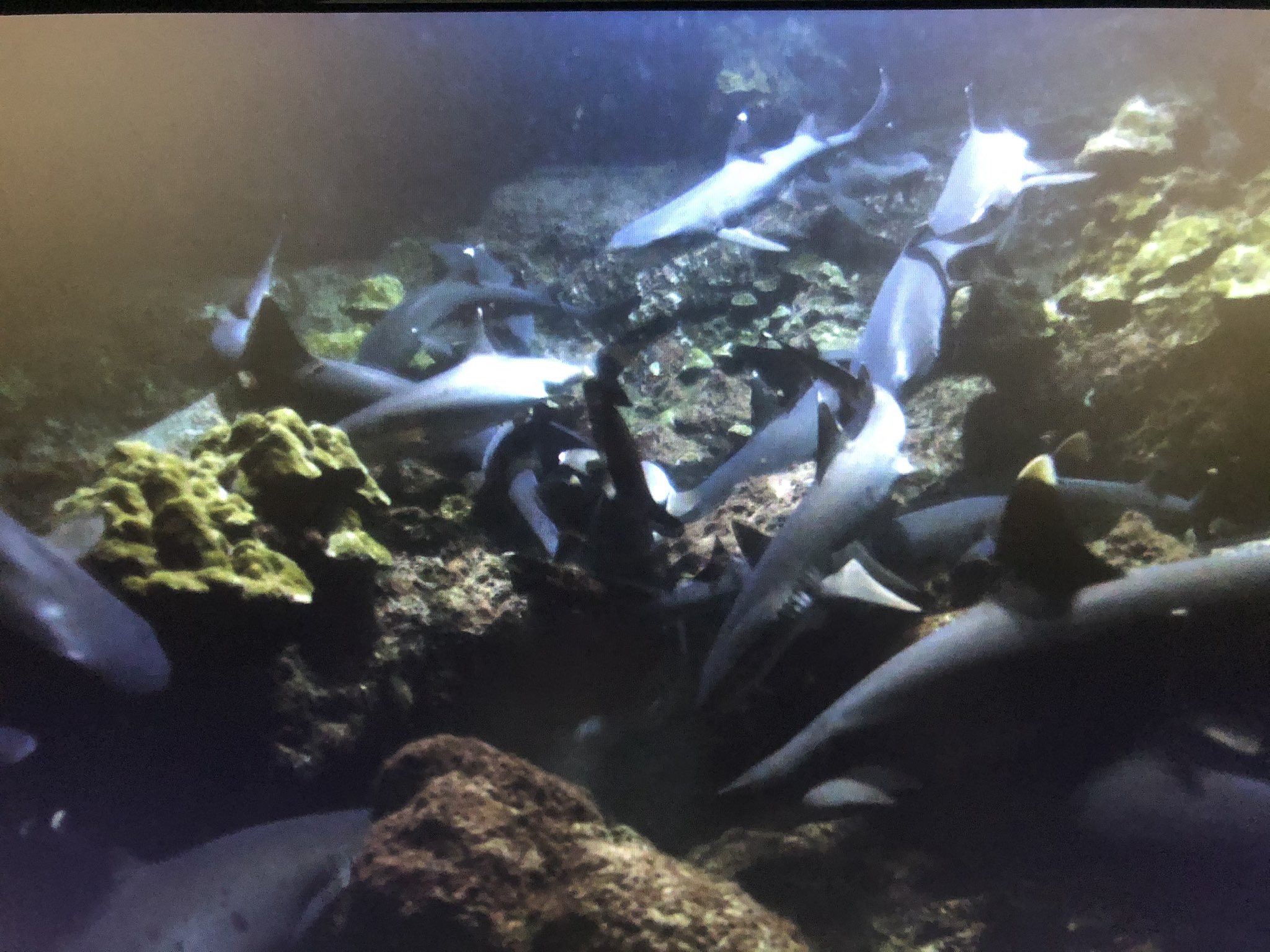 中野 このシーンとか食ってるのは魚だけど めっちゃ豪華にサメが出てくるやん しかもcgなしで 強い T Co X02wtcmjhb Twitter