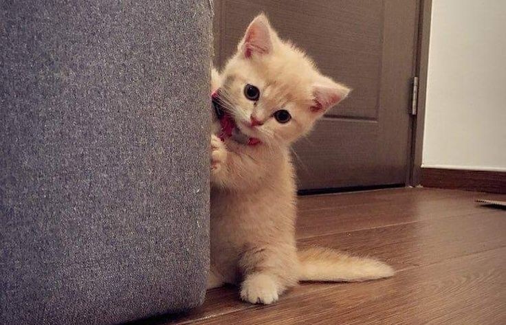 ʕっ•ᴥ•ʔっแจกเนื่องในโอกาสวันเกิดเราและวันเกิดน้องฮิ

✿ สุ่มแจก บัตรนร.ฮินาตะ 1 ใบ ✿

กติกา รี+follow ( ◜‿◝ )
♡⊹ สุ่มวันเกิดน้องฮิ 21/06

•รีรอกันไปยาวๆเลยฮะ ꒰⑅ᵕ༚ᵕ꒱
( #ตลาดนัดไฮคิว 💚🧡)