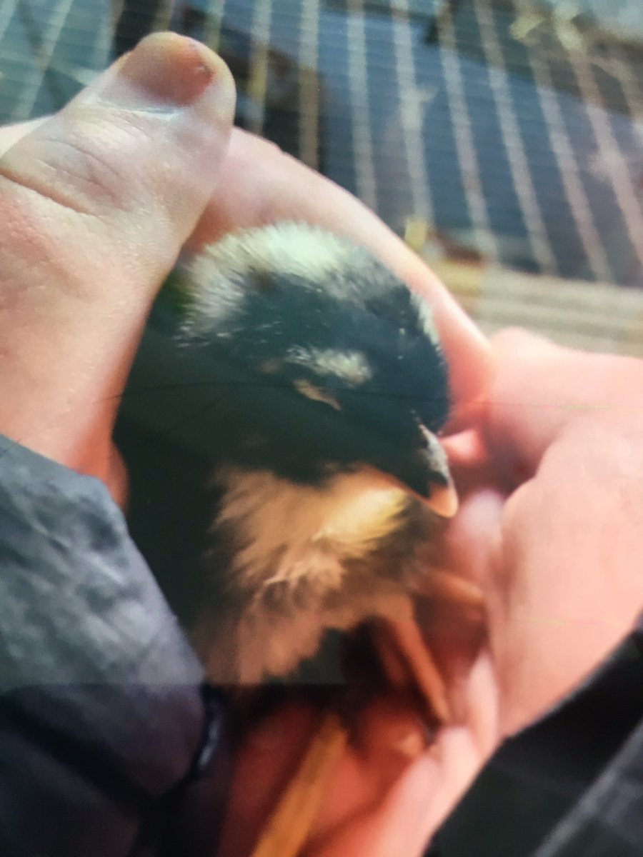 ThecodeSeller's tweet image. A Picture of Me holding A cute Little Chicken