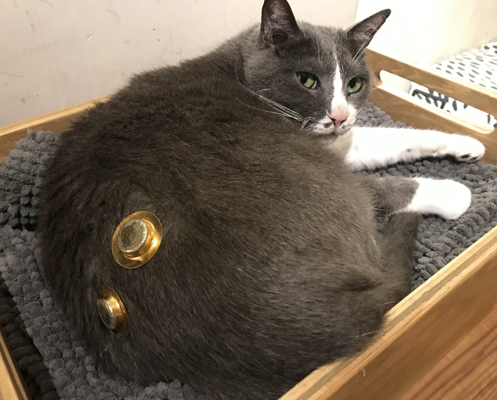 福岡の猫カフェキューリグ Nekocafekeurig Twitter