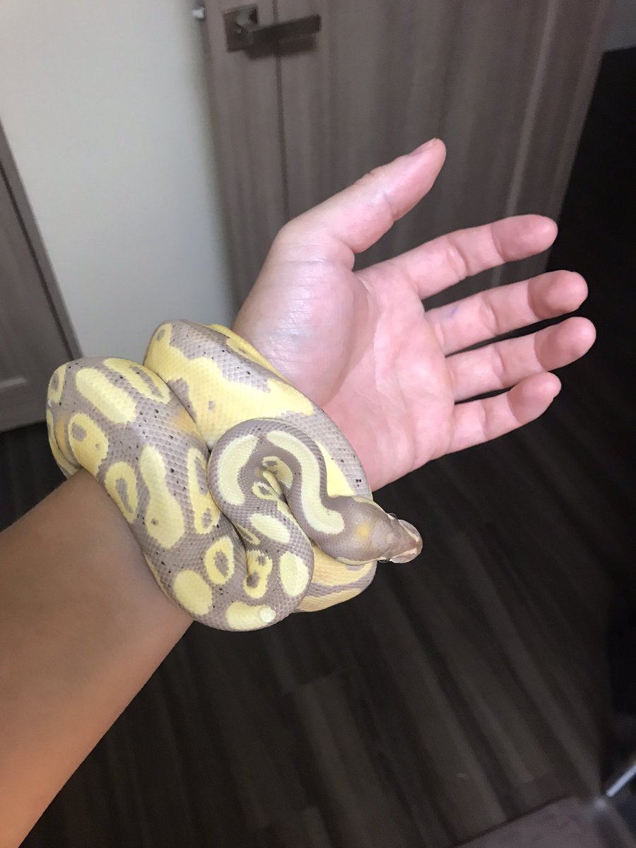 BallTrip7's tweet photo. 腕時計みたいになった

バナナ
Heyパイ

バナナ時計

#ボールパイソン
#BallPython https://t.co/pp5u2t5sUy