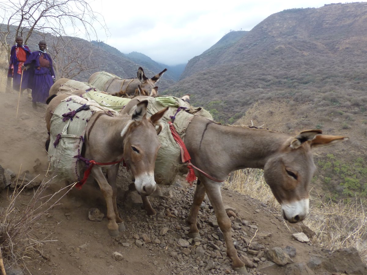 Dirty Kubiena tweet media