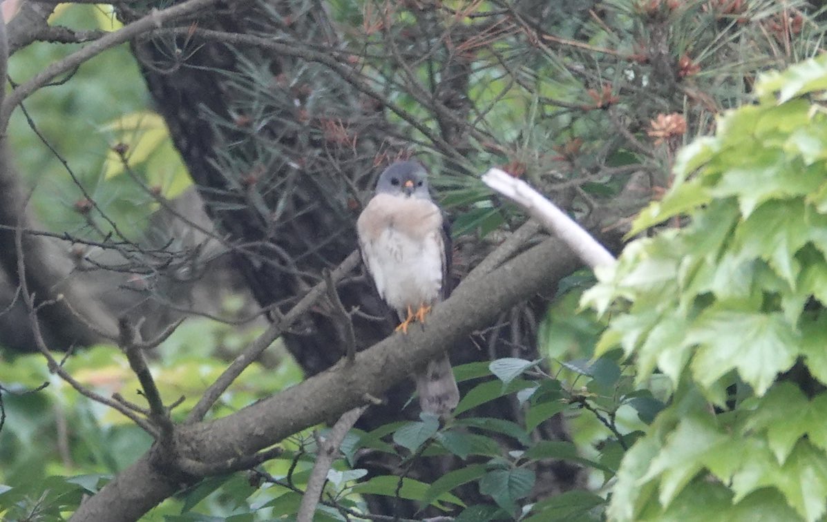 붉은배새매 찍어서 엄마 보여줬더니 너무 귀여워 하심.