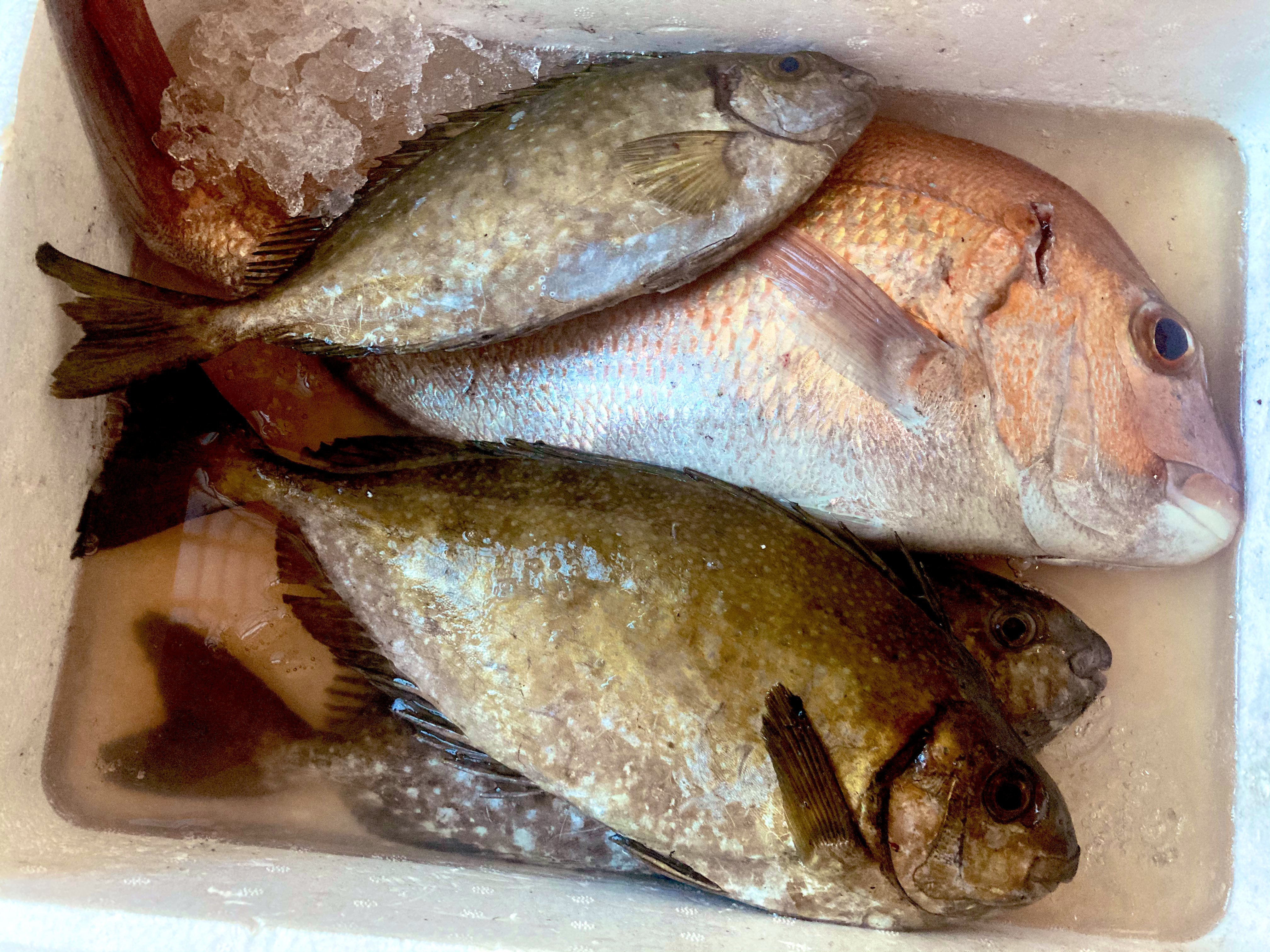 瀬戸内海の漁師になるチマさん 今日は研修前に漁お手伝いさせてもらって魚もいただいちゃった ʚ アイゴ 初めて食べるからとりあえず刺身にしたら普通に美味かった ༥ T Co Ne60bl4alf Twitter