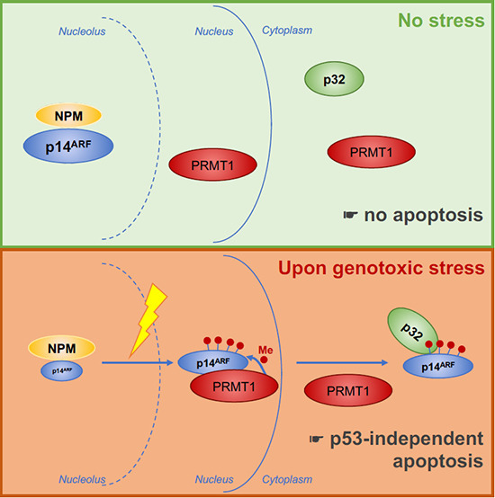 embojournal's tweet photo. Uta-Maria Bauer and coworkers @Uni_MR find #PRMT1-mediated #arginine #methylation of p14-ARF promoting its tumor suppressor function
https://t.co/s0LZwzXLyY https://t.co/kTkvVTFnoH