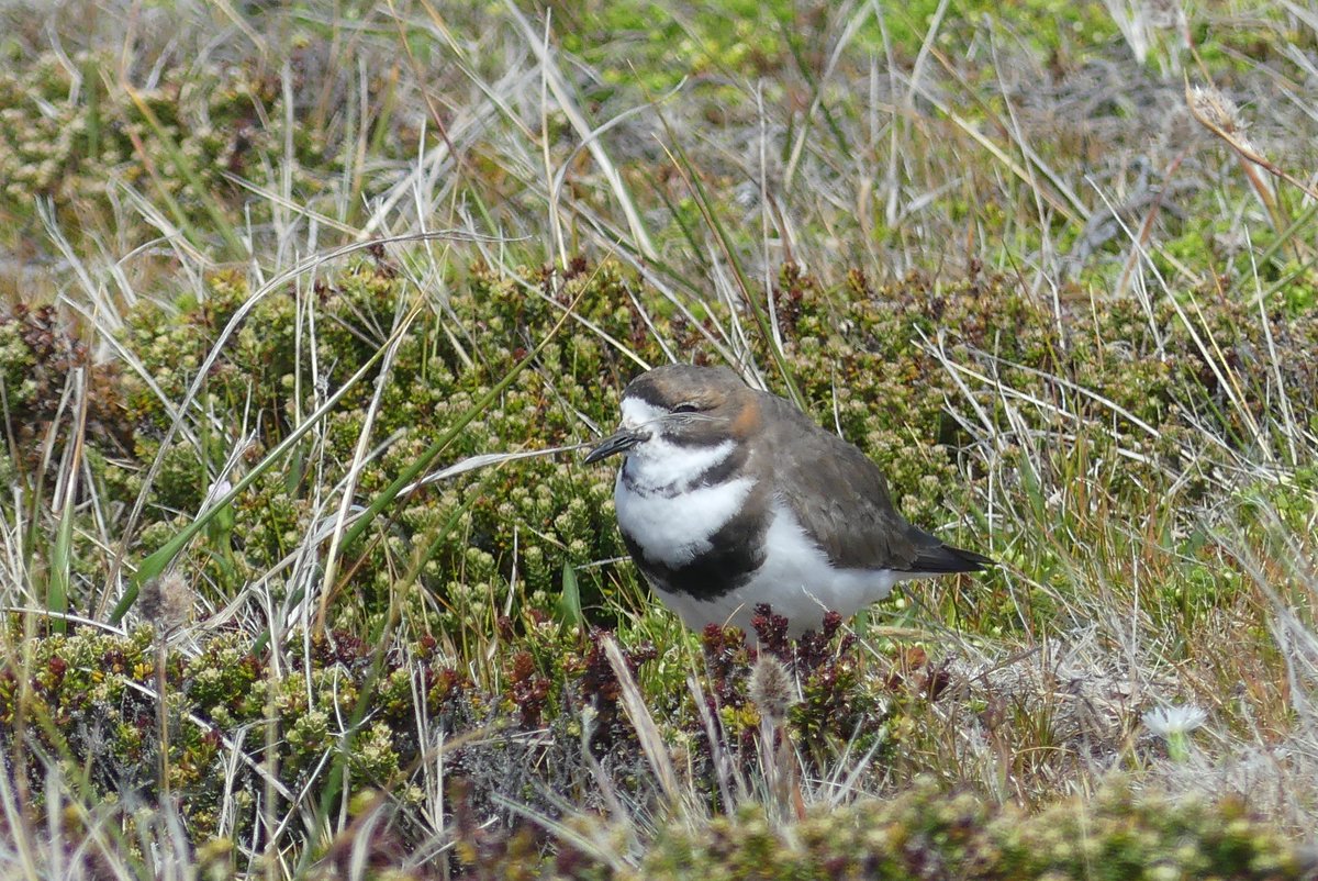 kelper60's tweet photo. #twobandedplover #birdphotography #falklandislands #wildlife #nature https://t.co/fBvR5NPxgR