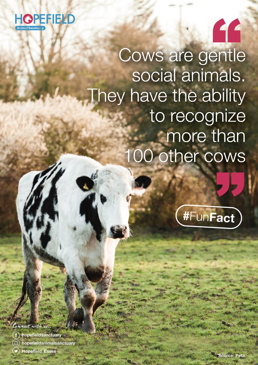 Did you know?... #cows #cowsoftwitter #moo #animallove #animallovers #animalwelfare