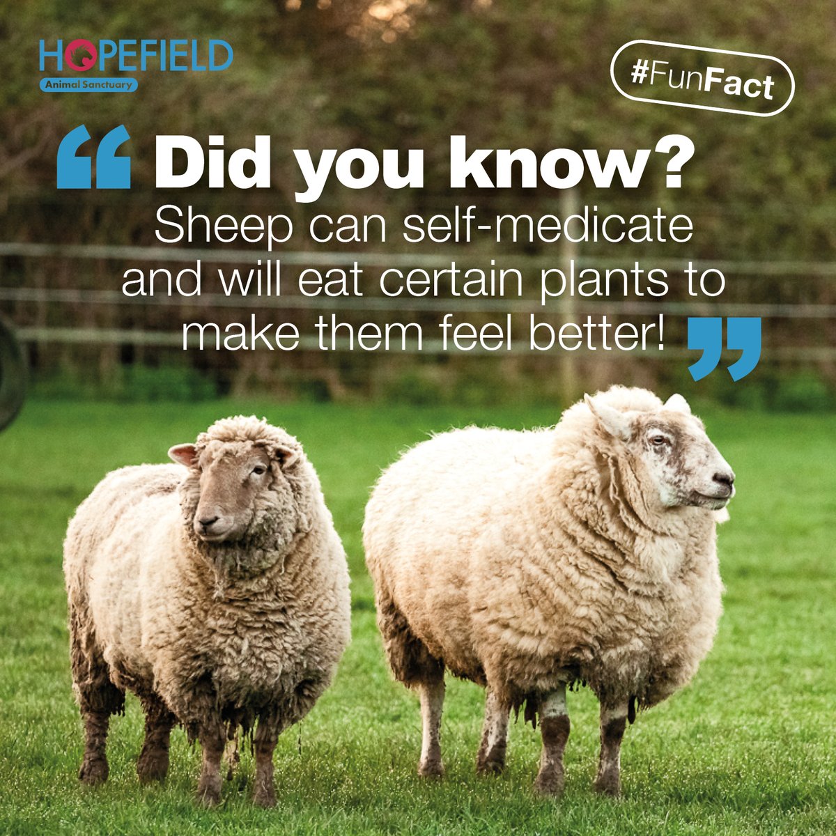 Did you know?... #sheep #selfmedicate #baa #animallover #animal #AnimalWelfare