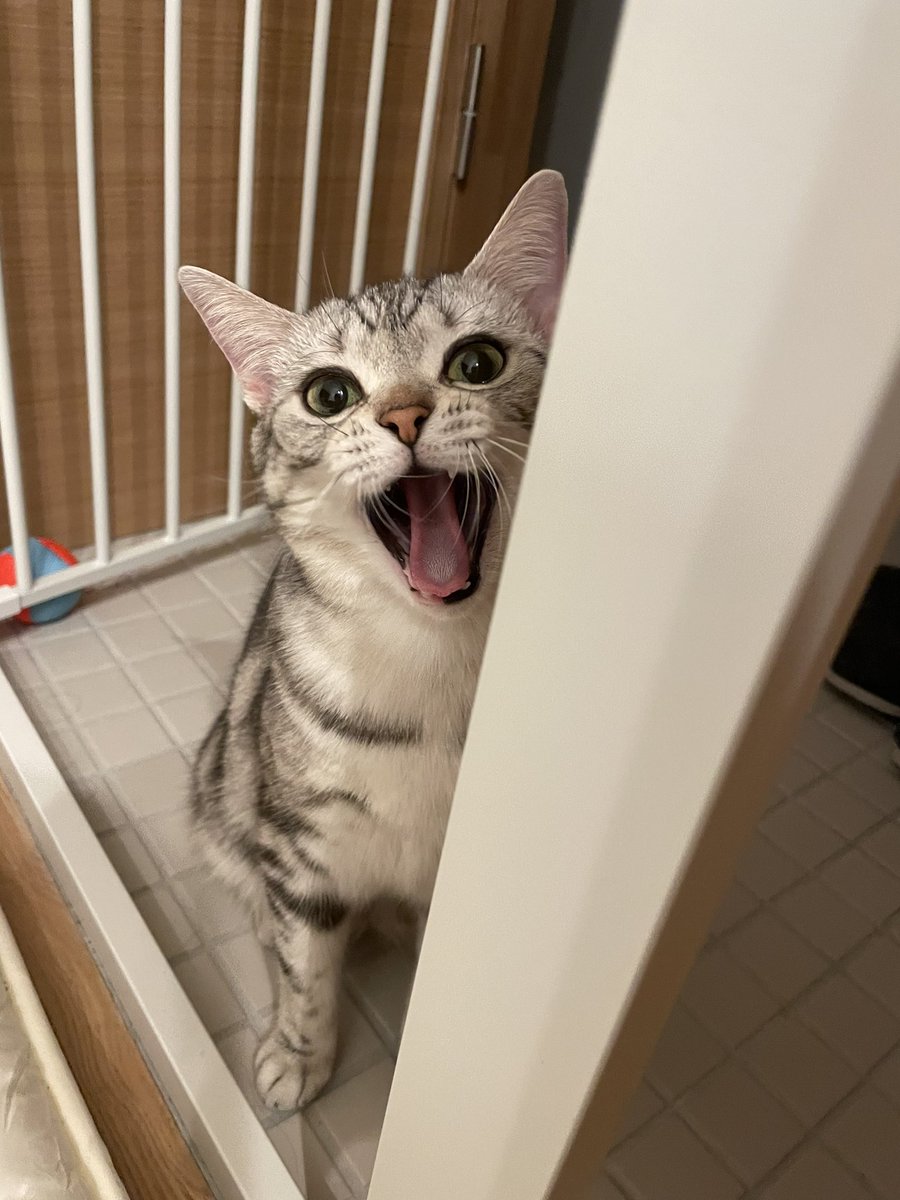 しおちゃんねる Shiochitose Twitter