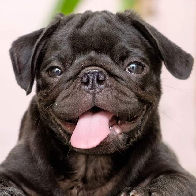 Pedgress's tweet image. 