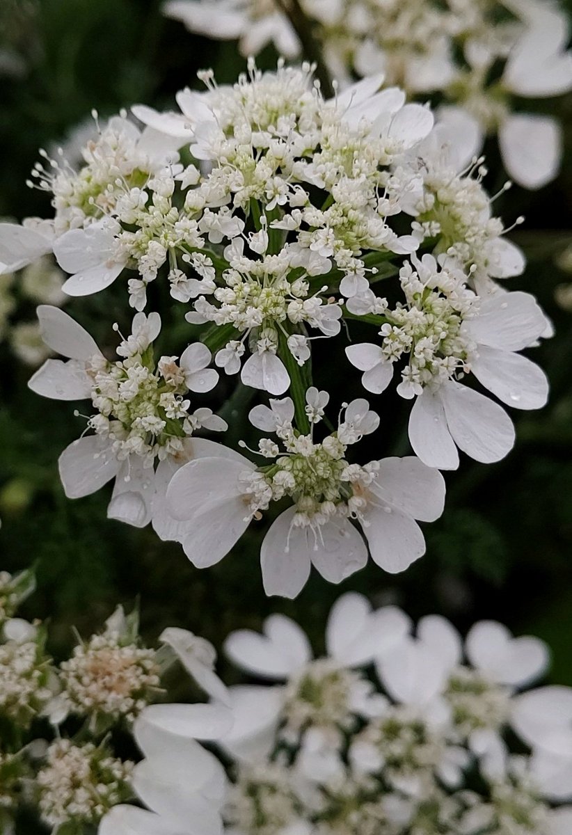 ヴューベオン オルレア ファインダー越しの私の世界 オルレア ホワイトレース 雨の日の花は 美しい オルレアの花言葉 可憐な心 細やかな愛情 静寂