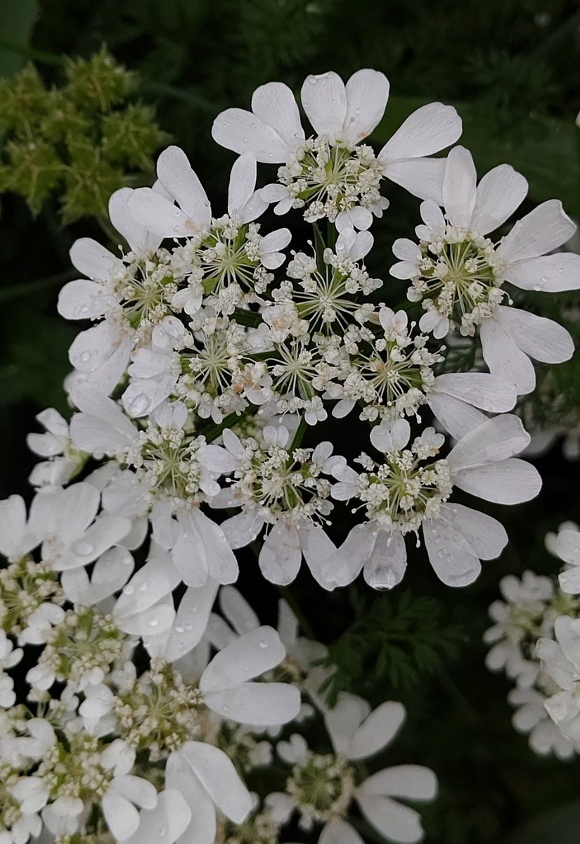 ヴューベオン オルレア ファインダー越しの私の世界 オルレア ホワイトレース 雨の日の花は 美しい オルレアの花言葉 可憐な心 細やかな愛情 静寂