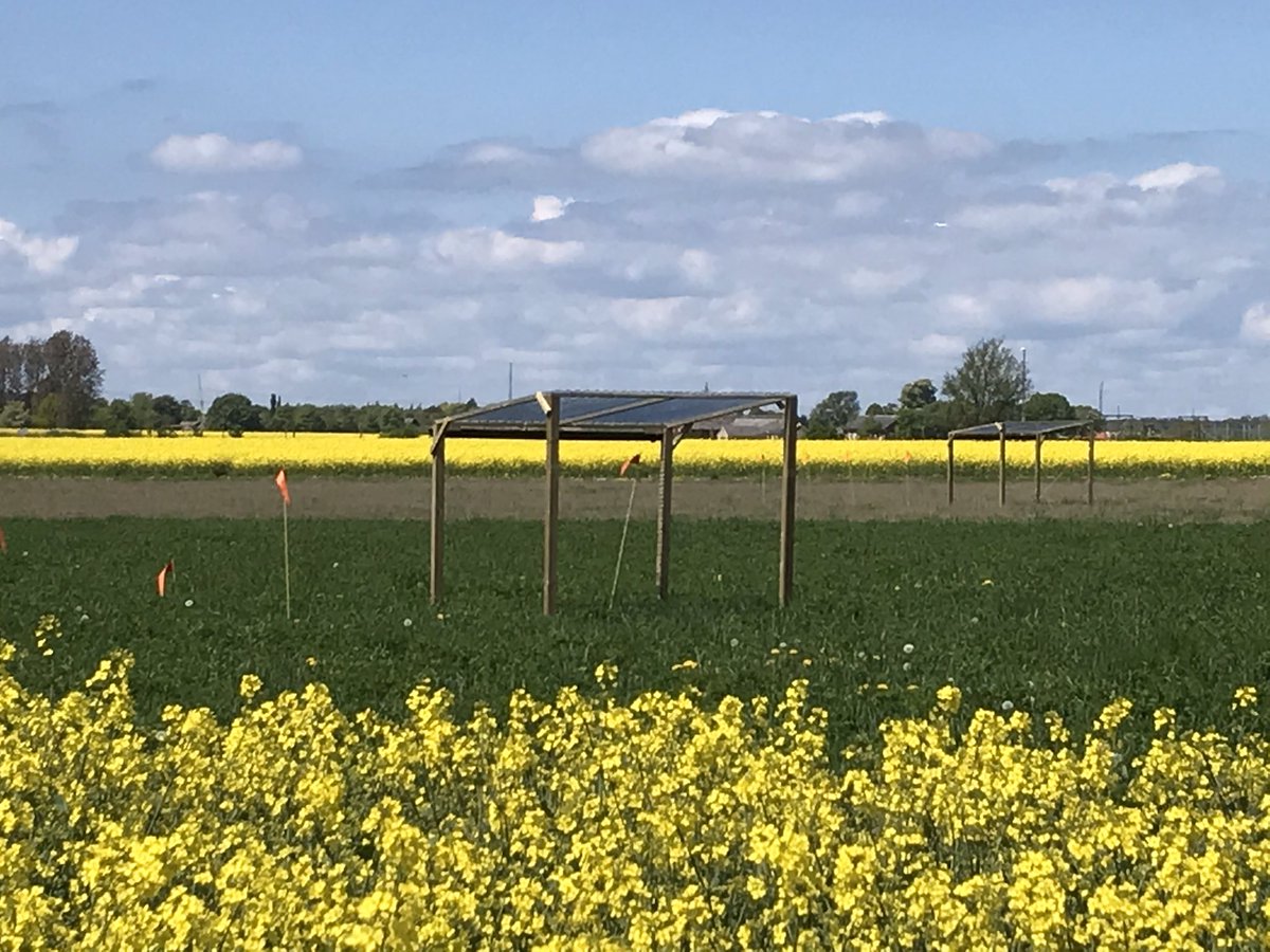 Dr_LMM_Soil's tweet photo. Rain exclusion season 1 started! #naperdiv #biodiversa #kernza #climatechangeresearch #siteslonnstorp https://t.co/UKgy7awvO5
