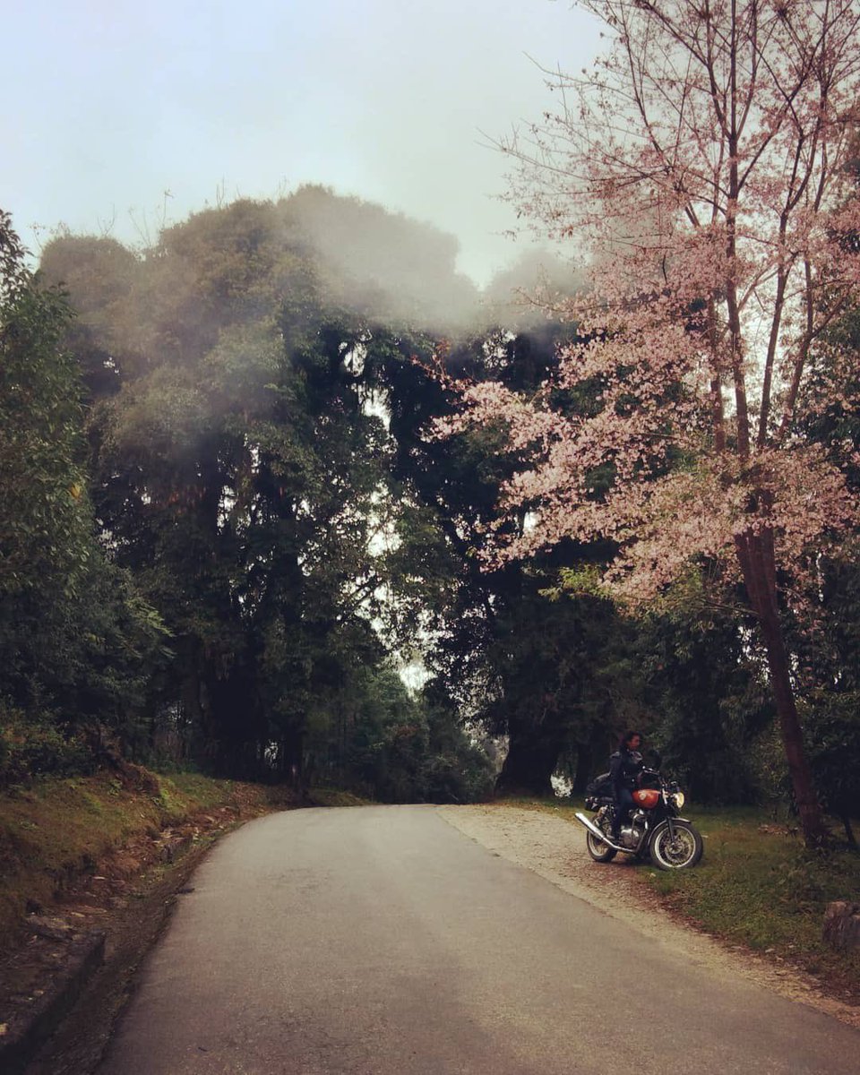 As shared by @hill_rider_650 

🌸 Cherry blossoms 🌸

📸 <a href="/ugchoo/">Ugen Namgyal Sherpa</a> 

#Interceptor650 #RoyalEnfieldTwins #EasyGotBack #ItsPlaytime #RoyalEnfield #RidePure #PureMotorcycling