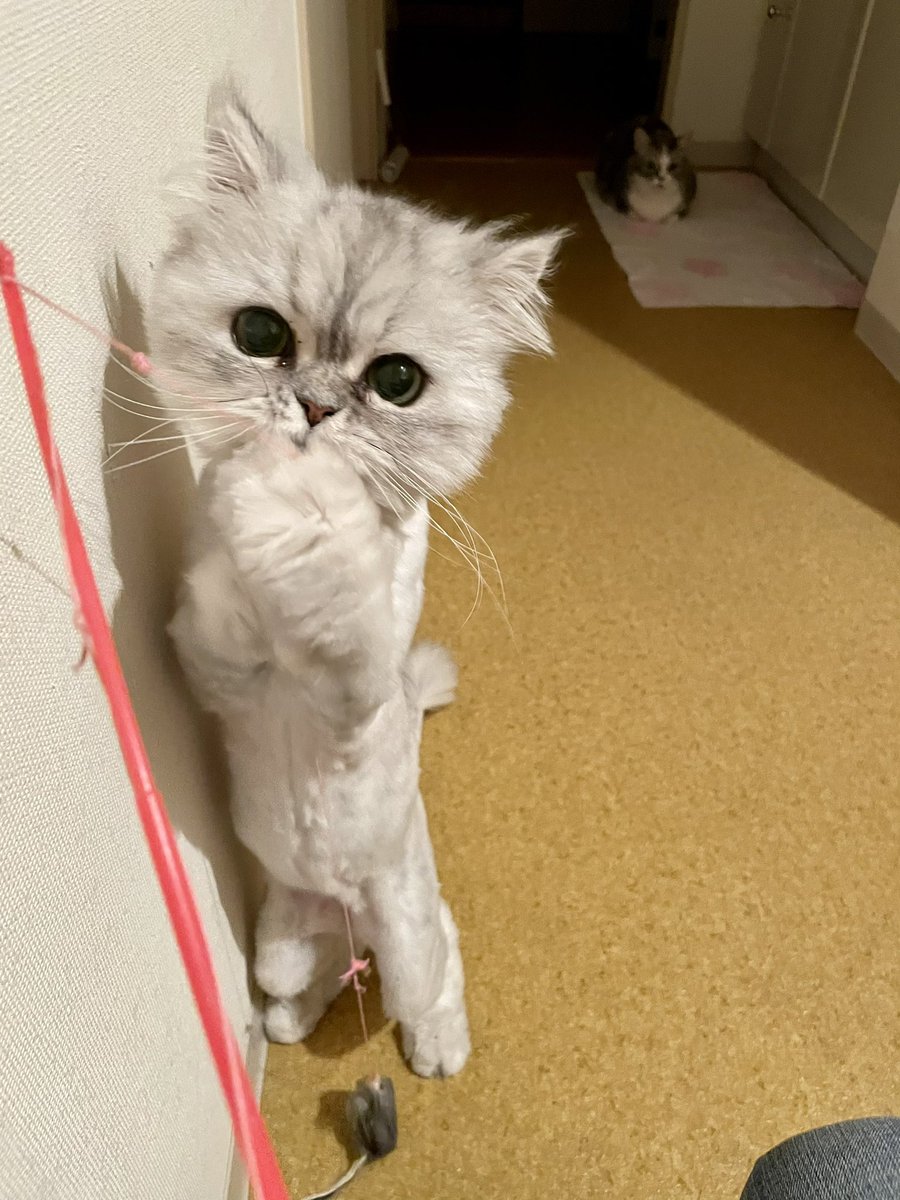 サマーのカット､しました✂︎