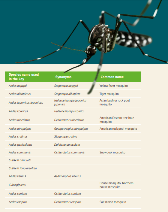 Mosquitoes Of Medical Importance ubicaciondepersonas.cdmx.gob.mx