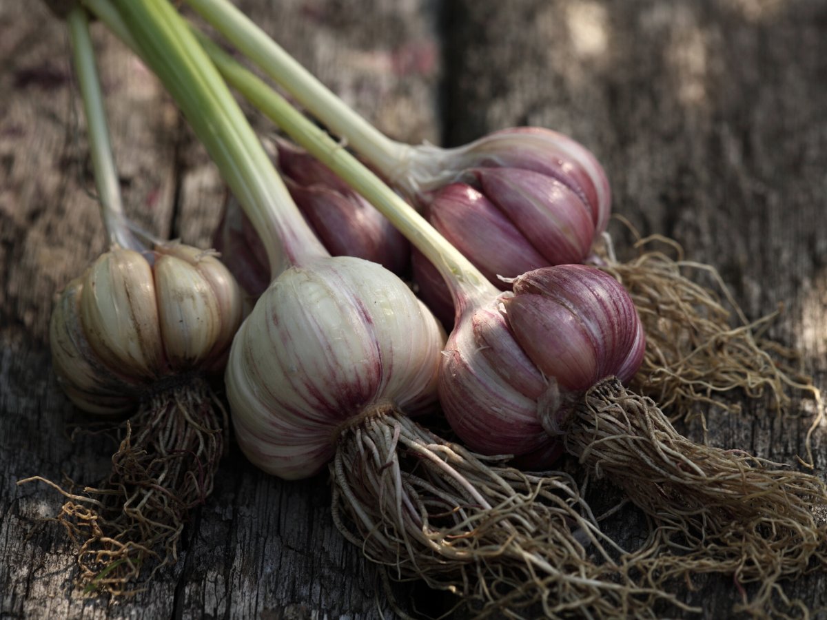 Herb of the month - Garlic 🌿

Discover more about this herb in our latest blog post > hubs.la/H0NGyhp0

#hiltonherbs #hiltonherbsuk #herbofthemonth