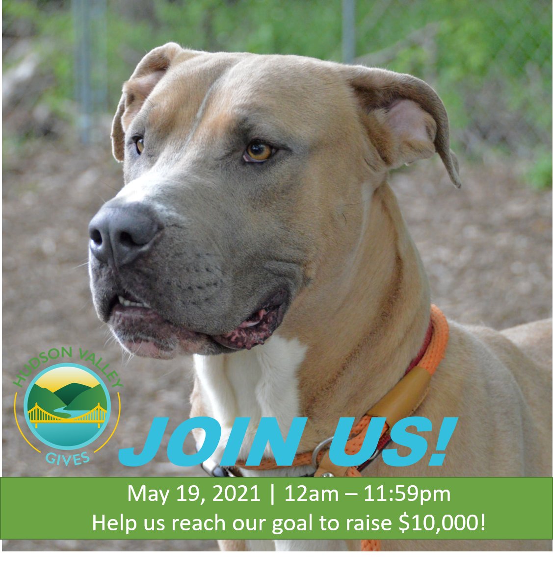 Help us reach our goal to raise $10,000 in 24 hrs for the animals in our #HVGives fundraising campaign - runs thru midnight. Your gift will help pets like Jake, pictured here. Read his story - and find a link to our HVGives donate page: petsalive.com/PABlog/2021/05…