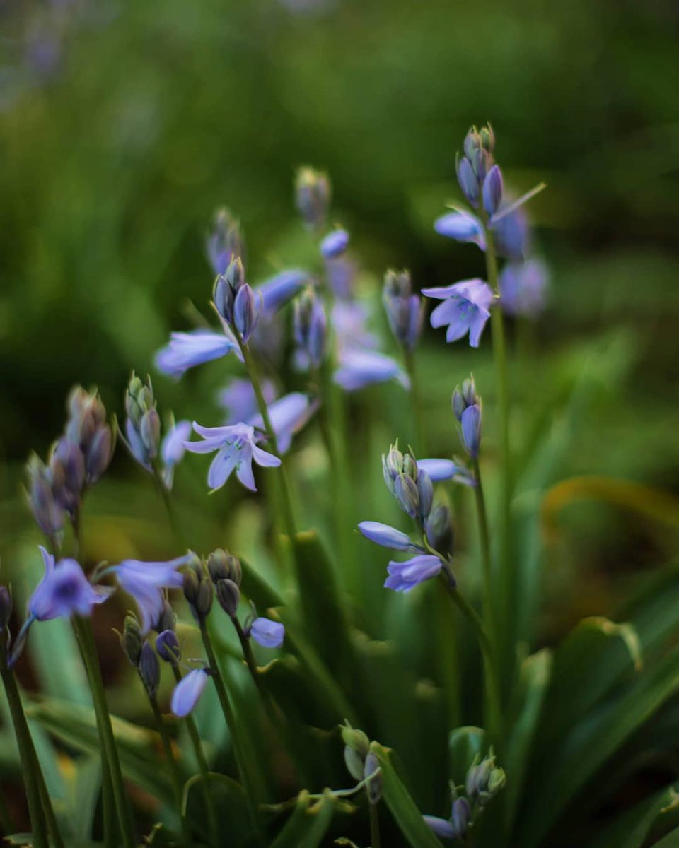 Ding Ding... 🔔 The #bluebells season is on! 💜💙
#bluebellseason #bluebellwoods #FlowerHunting #Flowers #wildflowerhour