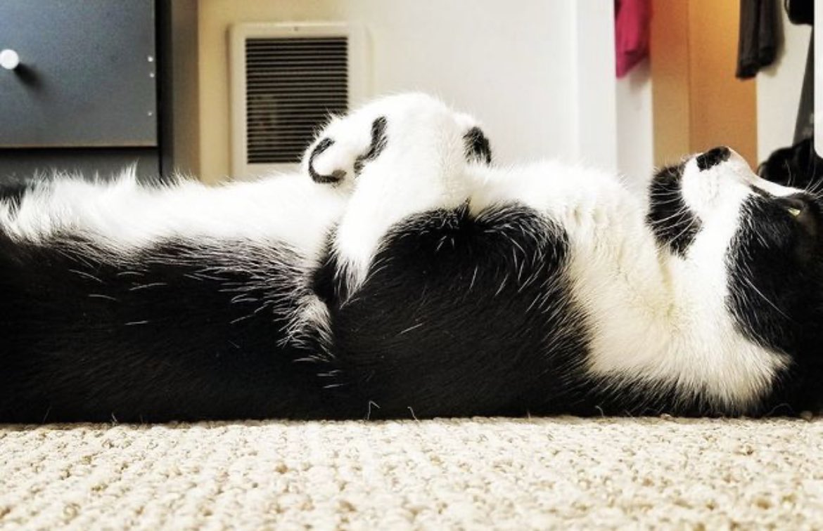 My cat would love her own sticker! <a href="/TMobile/">T-Mobile</a> #TMobilePets Don’t mind her. Just having an existential crisis like the rest of us. 😂