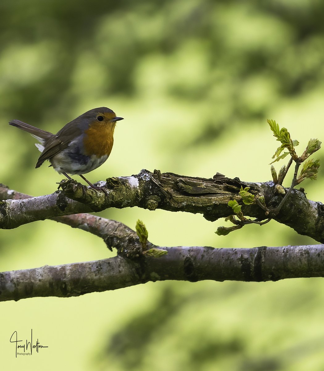 Inqusitive Robin who I saw up at the Lake District earlier today ...