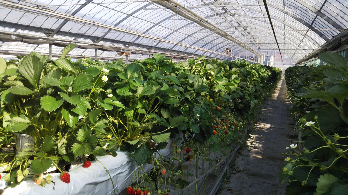mi_mi1122's tweet photo. 去年携わったいちご🍓
もう最後なので、いっぱい摘みました。
#写真好きな人と繋がりたい 
#ファインダーの越しの私の世界 
#いちご🍓
#いちご狩り 
#癒し 
#写真で伝える私の世界 https://t.co/qqEW9ecS1Q