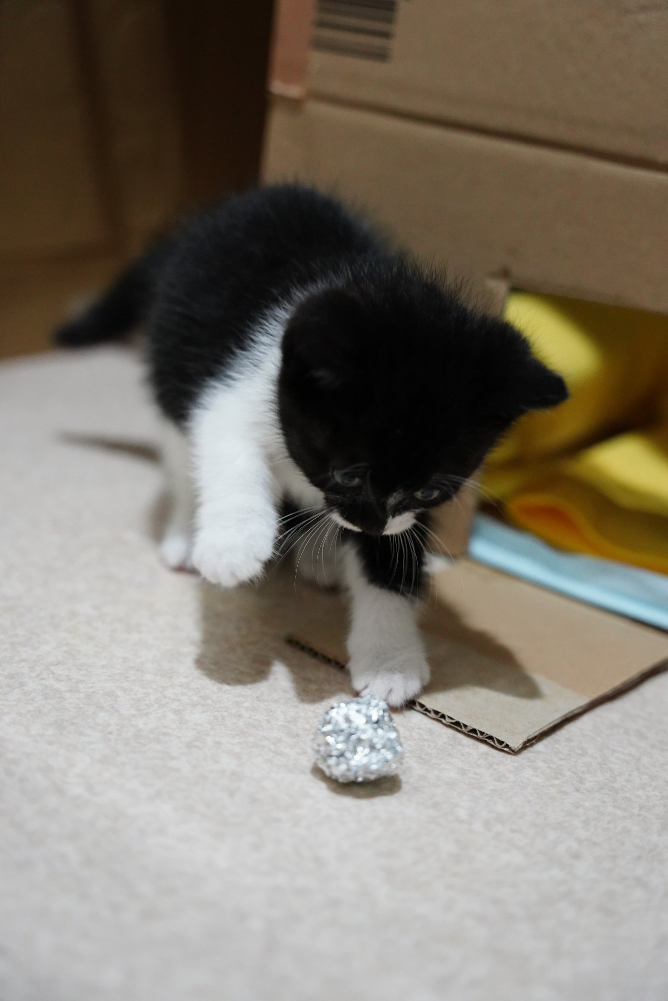 青木悠 二日目にして野良から家猫への寝返り具合がちと急じゃないですかね って位人慣れしはじめた 親を探す様な鳴き声はあげなくなって 一人遊びをし始めた