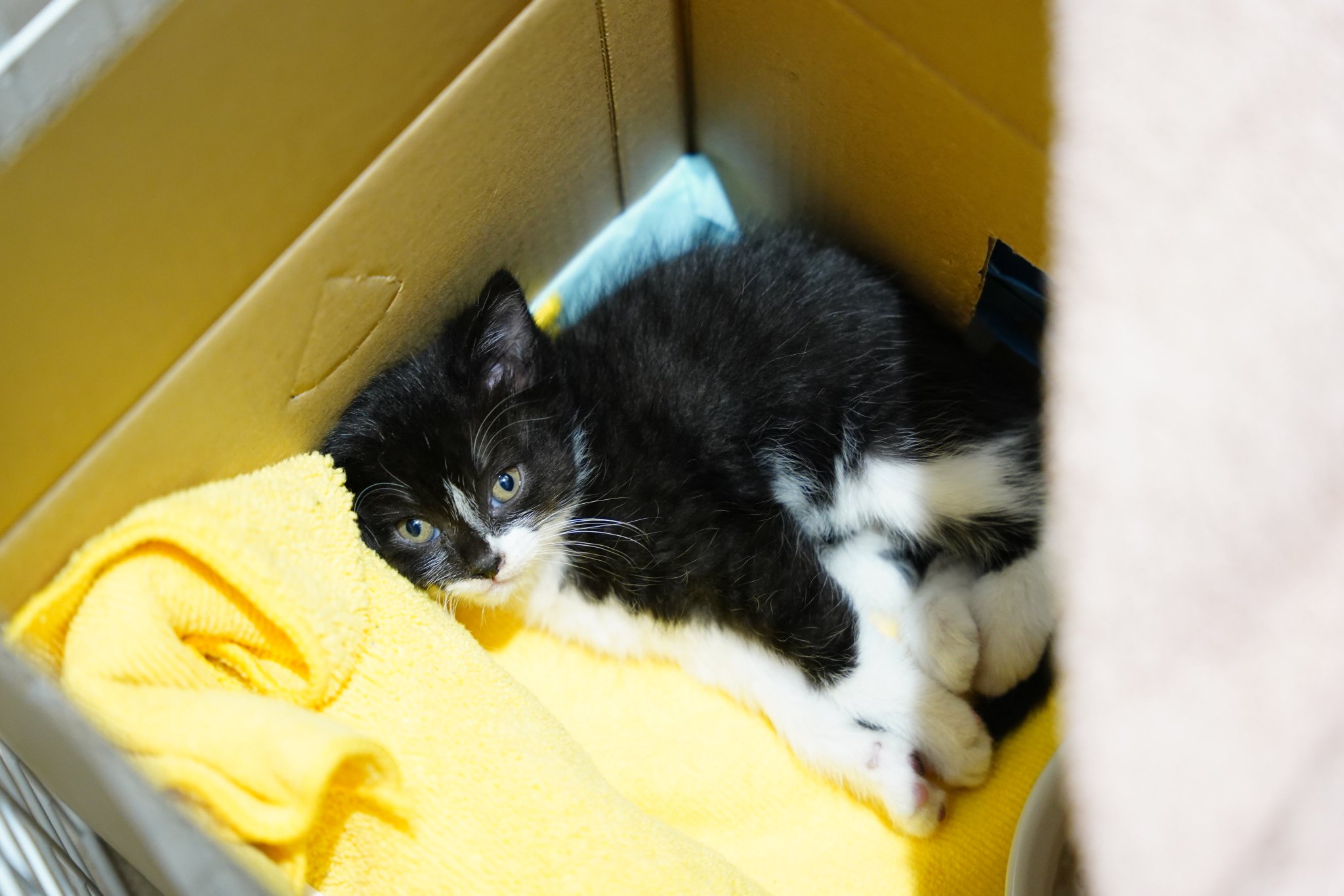 青木悠 二日目にして野良から家猫への寝返り具合がちと急じゃないですかね って位人慣れしはじめた 親を探す様な鳴き声はあげなくなって 一人遊びをし始めた 青木悠 二日目にして野良から家猫への寝返り具合がちと急じゃないですかね って位人慣れしはじめた 親を探す様な鳴き声はあげなくなって 一人遊びをし始めた
