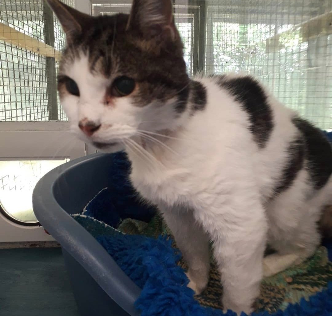 Handsome Kirby is a 12-year-old gentleman who is blind and almost completely deaf. He was found on a pile of rubbish, and we're working hard to find him a new home 🏠