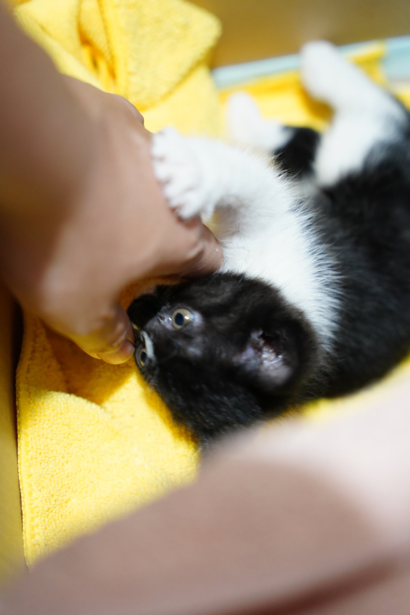 青木悠 二日目にして野良から家猫への寝返り具合がちと急じゃないですかね って位人慣れしはじめた 親を探す様な鳴き声はあげなくなって 一人遊びをし始めた