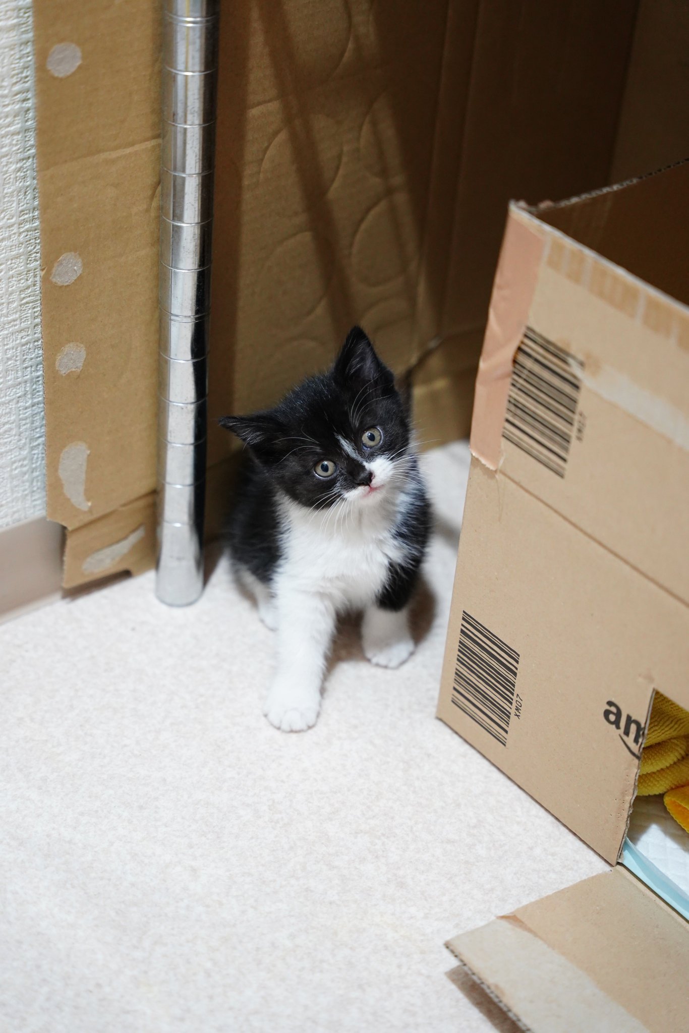 青木悠 二日目にして野良から家猫への寝返り具合がちと急じゃないですかね って位人慣れしはじめた 親を探す様な鳴き声はあげなくなって 一人遊びをし始めた