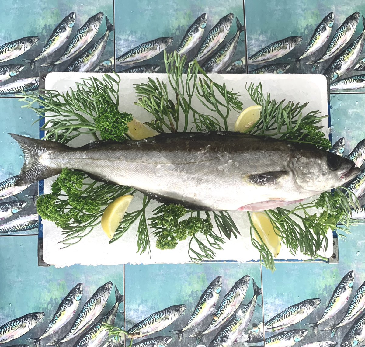 Island Fish (@iosfish) on Twitter photo Catch of the day - Whole pollock £6! Available to collect from Bryher or we will be delivering to Tresco tomorrow afternoon at 5pm. Message us to order yours 🐟🐟🐟
<a href="/TrescoIsland/">Tresco Island</a>
#eatmorefish #tresco #bryher #islesofscilly Catch of the day - Whole pollock £6! Available to collect from Bryher or we will be delivering to Tresco tomorrow afternoon at 5pm. Message us to order yours 🐟🐟🐟
<a href="/TrescoIsland/">Tresco Island</a>
#eatmorefish #tresco #bryher #islesofscilly