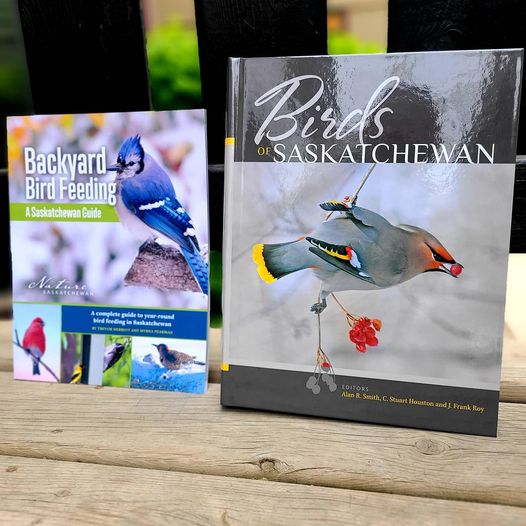 Whether you are a seasoned birder or someone curious about the feathered neighbours, these two books published by @NatureSask will help you identify and attract these beautiful and interesting creatures. turning.ca/?searchtype=ke… #backyardbirding #feedthebirds #shoplocalyxe